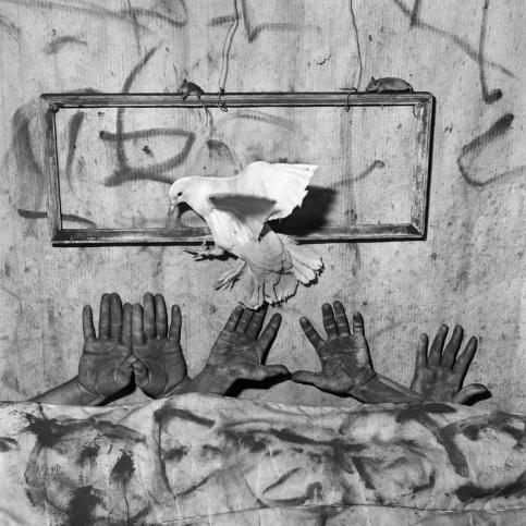 Roger Ballen,  Five hands, 2006 © Roger Ballen