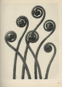 Unformen der Kunst, Karl Blossfeldt, Verlag Ernst Wasmuth A. G., 1928