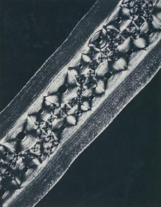 Laure Albin-Guillot Cartilages de baleine, Micrographie décorative Macrophotographie 1931 Collection musée Nicéphore Niépce
