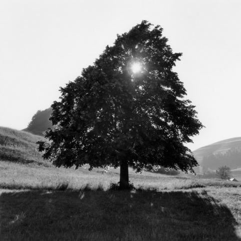 Claude Batho Le soleil dans le tilleul, 1969 © Claude Batho