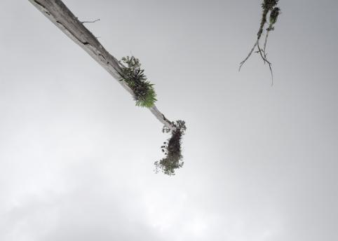 Sylvie Bonnot, L'arbre-machine © Sylvie Bonnot, Hangar Gallery / Grand commande photojournalisme