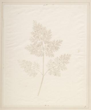 1982.117.2.4 William Henry Fox Talbot Planche VII, leaf of a plant The Pencil of Nature 1844 photogrammeWilliam Henry Fox Talbot est le premier à associer le texte à l’image photographique sous forme de livre, et à induire la notion d’acte de création, donc la notion d’auteur, dans le geste photographique. « Je trouve que chaque calotypiste a une manière qui lui est propre, déjà cela se fait sentir ici ; bientôt ils différeront comme Raphaël et Rubens ! » (William Henry Fox Talbot)