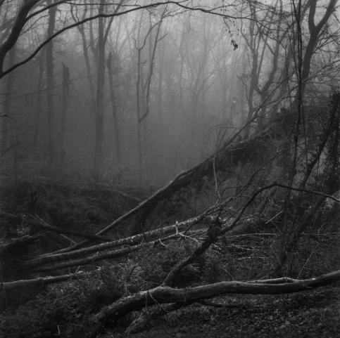 Yannick Cormier Sous-bois, Castels, Dordogne, France, 2020 © Yannick Cormier