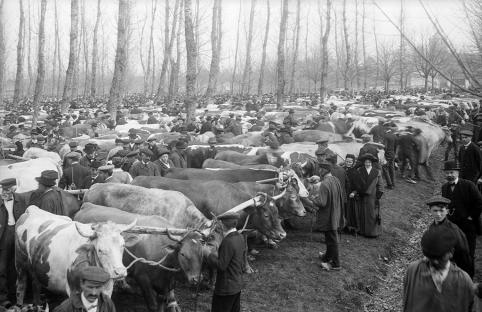 Paul Bourgeois Foire aux bestiaux Saint-Germain-du-Bois début du 20e siècle